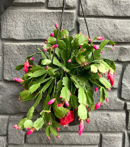 6.5" Christmas Cactus Hanging Basket