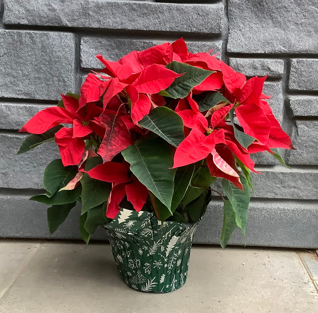 Poinsettia