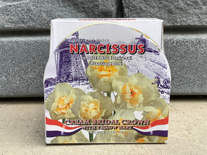 Narcissus in a delft blue designed planting bowl