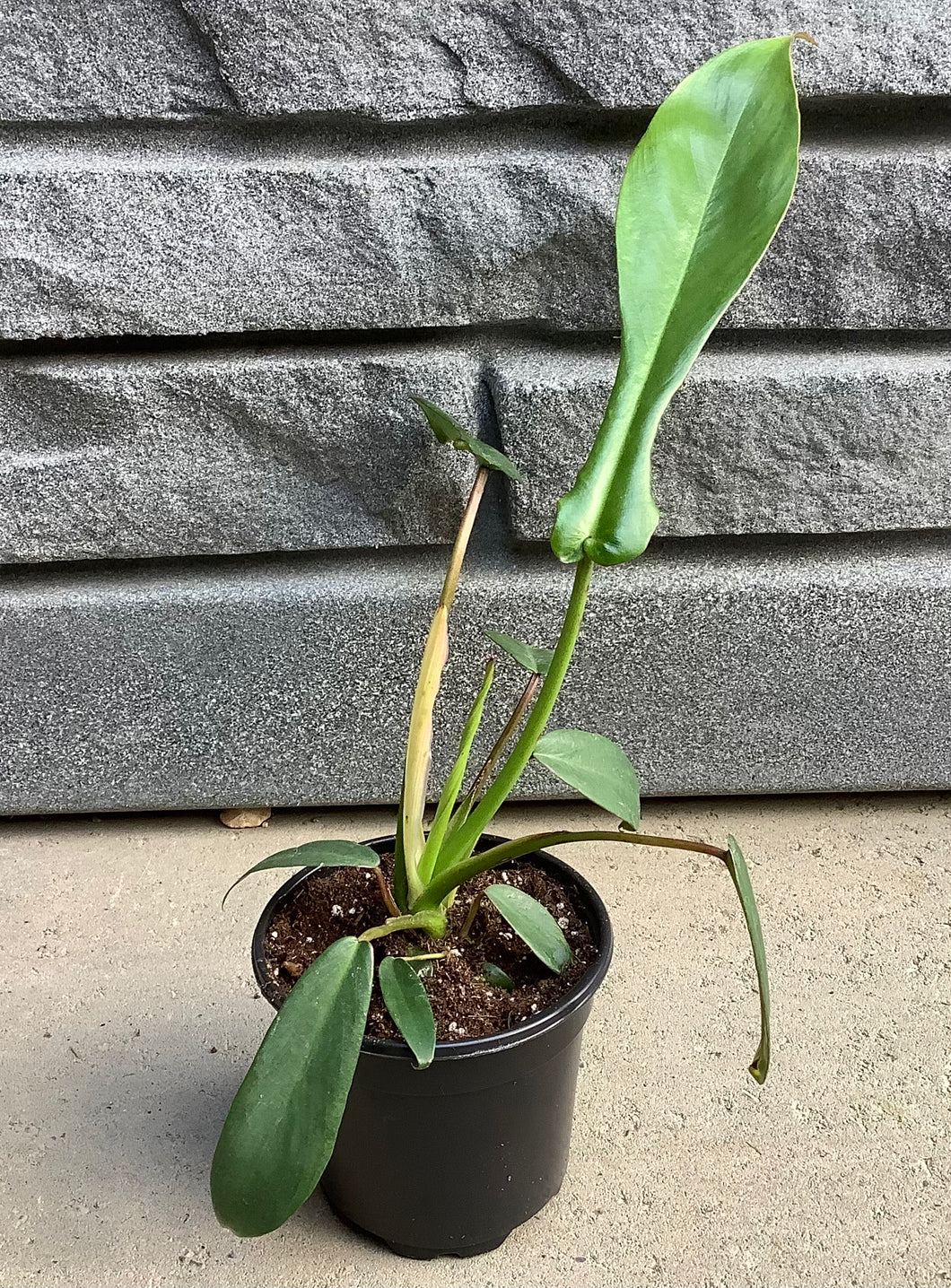Philodendron: Joepii - 1 Gal