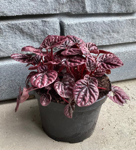 Peperomia: Caperata Schumi Red 6"