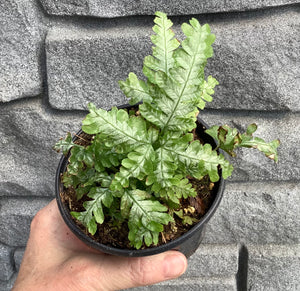 Fern: Silver Brake 4"