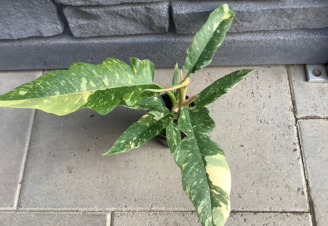 Philodendron: Ring of Fire 4