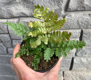 Fern: Autumn 4"