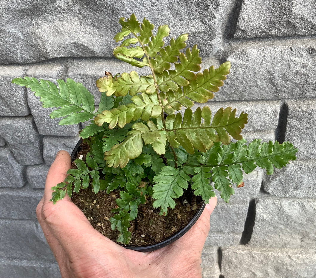 Fern: Autumn 4