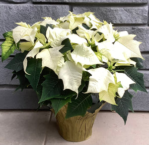 Poinsettia