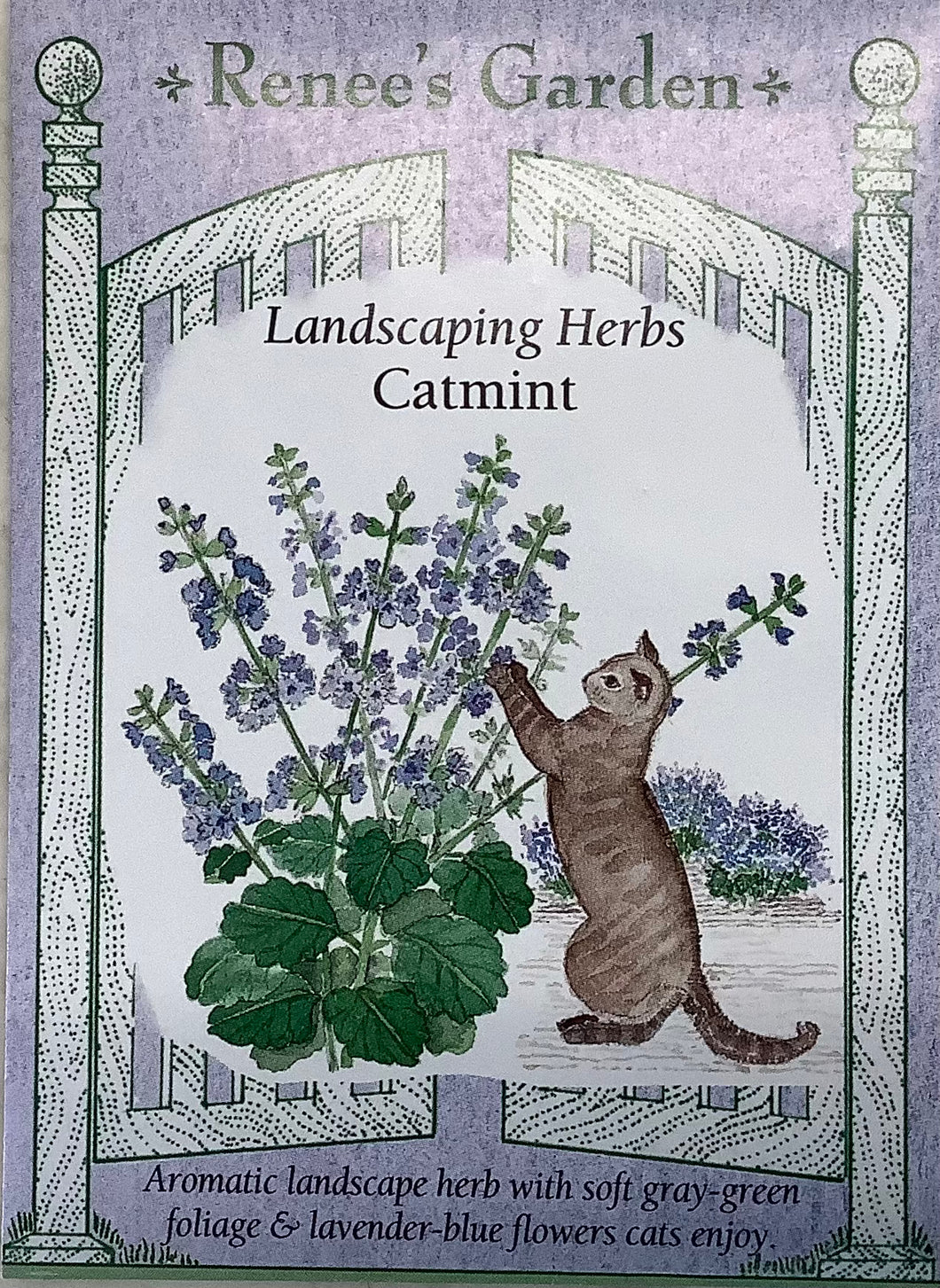 Catmint - Landscaping Herb