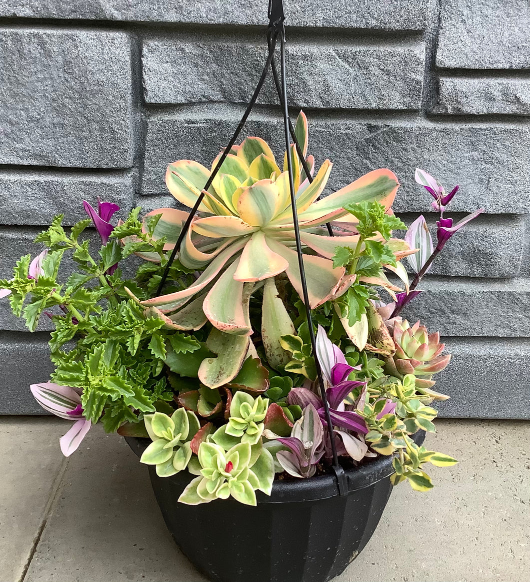 Mixed Succulent Hanging Basket Black 11