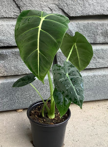 Alocasia: Frydek 4"