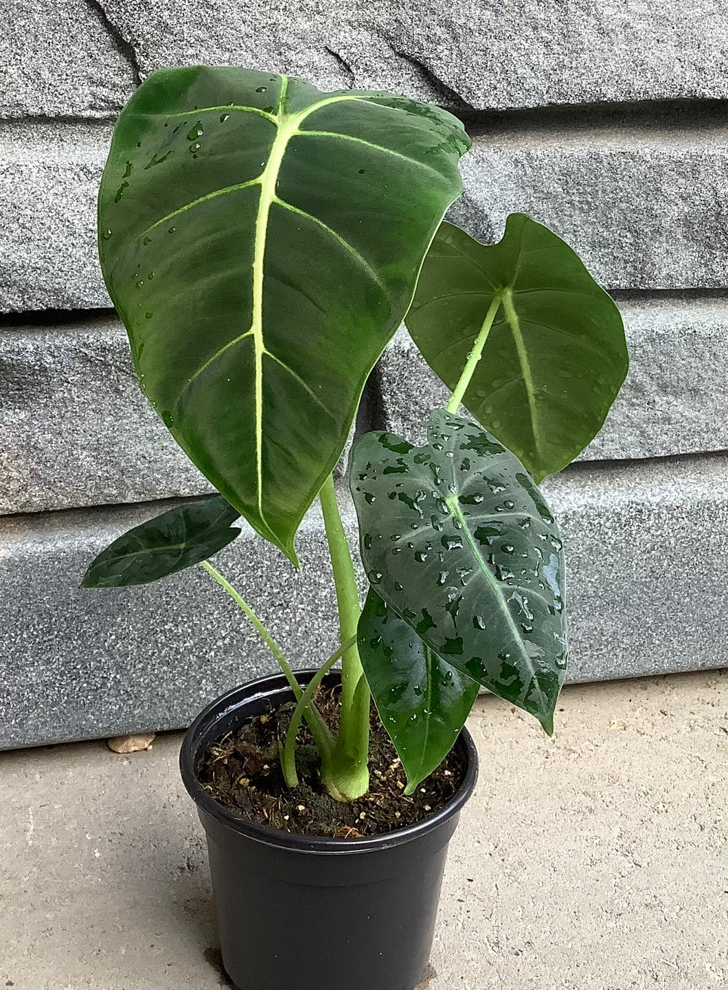 Alocasia: Frydek 4