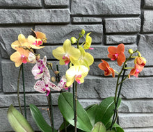 Load image into Gallery viewer, Orchid Phalenopsis 5&quot;
