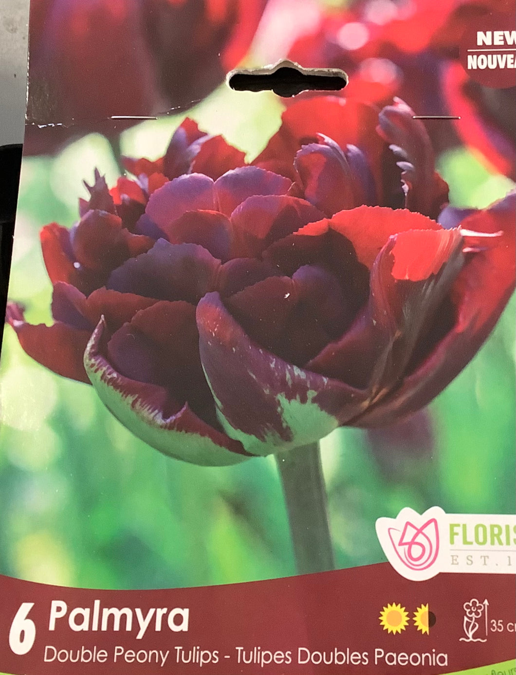 Tulip 'Palmyra' 12+ - 6 pack