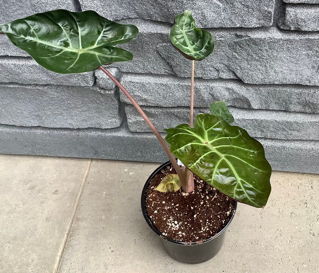 Alocasia: Myan Mask - 1Gal