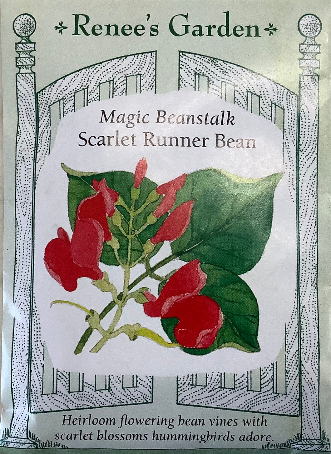 Bean - Magic Beanstalk Scarlet Runner