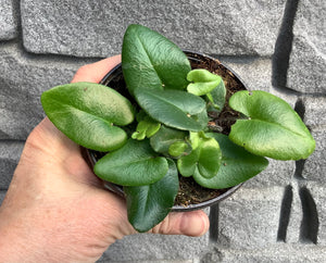 Fern: Heart 4"