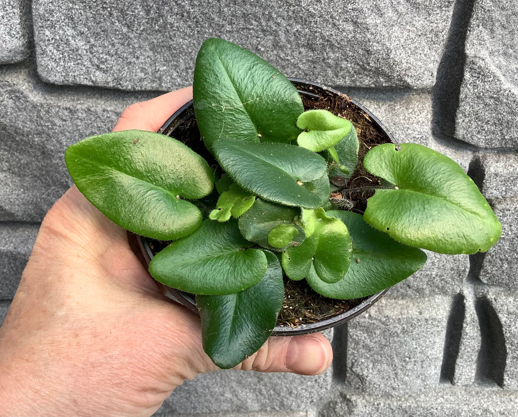 Fern: Heart 4
