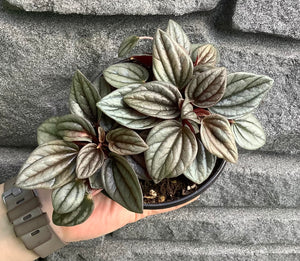 Peperomia: Santorini 4"