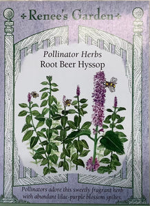 Hyssop - Root Beef Scented