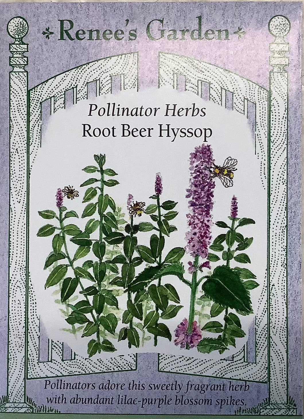 Hyssop - Root Beef Scented