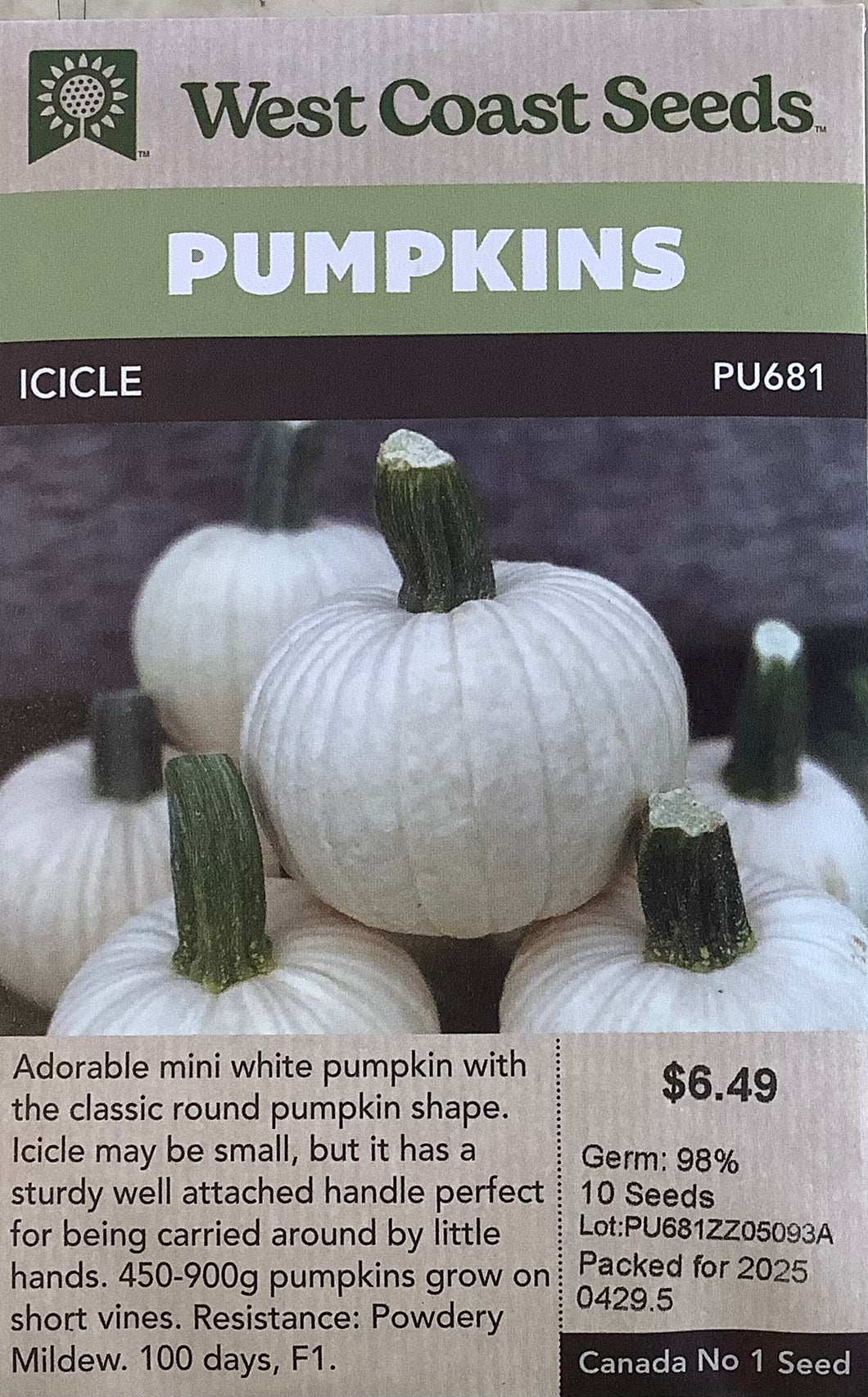 Pumpkin - Icicle