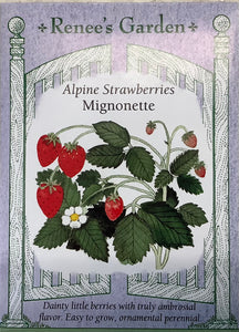 Strawberries - Alpine Mignonette