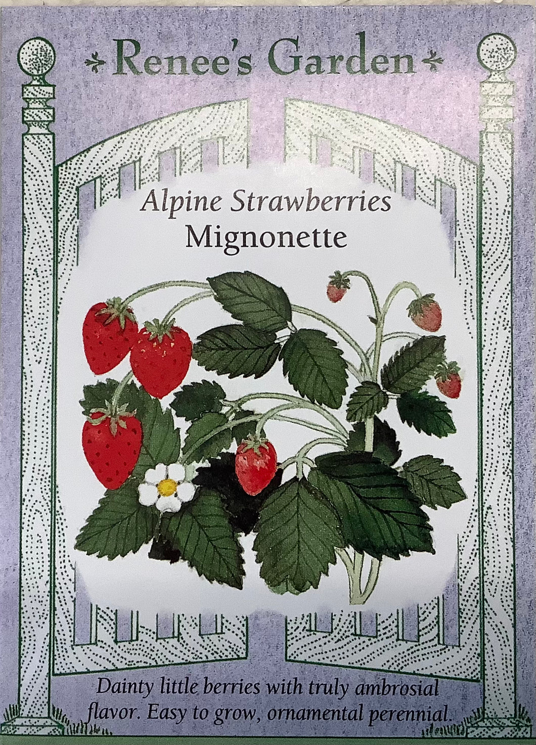 Strawberries - Alpine Mignonette