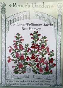 Salvia - Container Bee Heaven