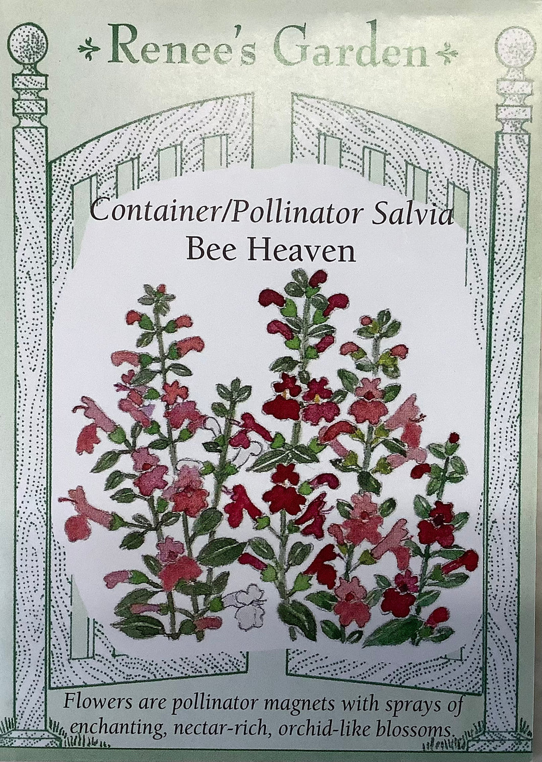 Salvia - Container Bee Heaven