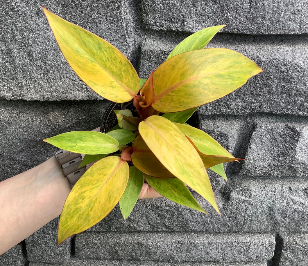 Philodendron: Quad Color 4