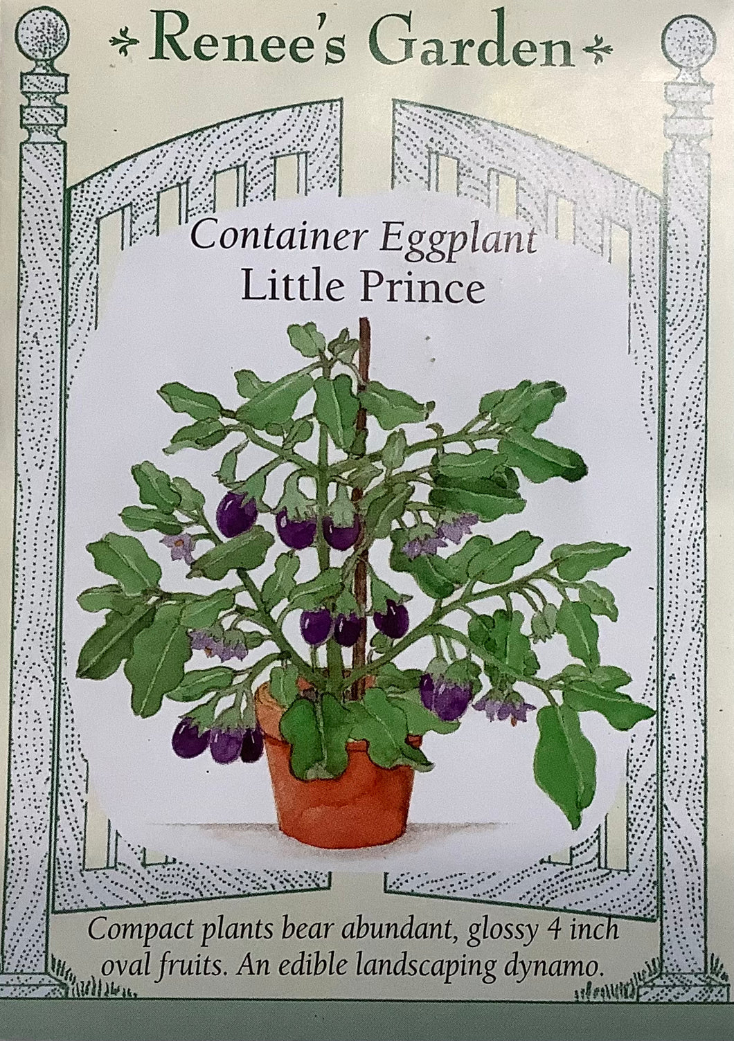 Eggplant - Container Little Prince