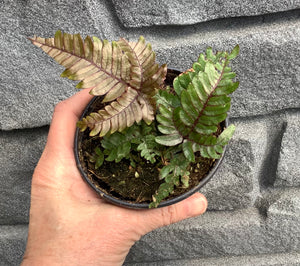 Fern: Tricolor 4"