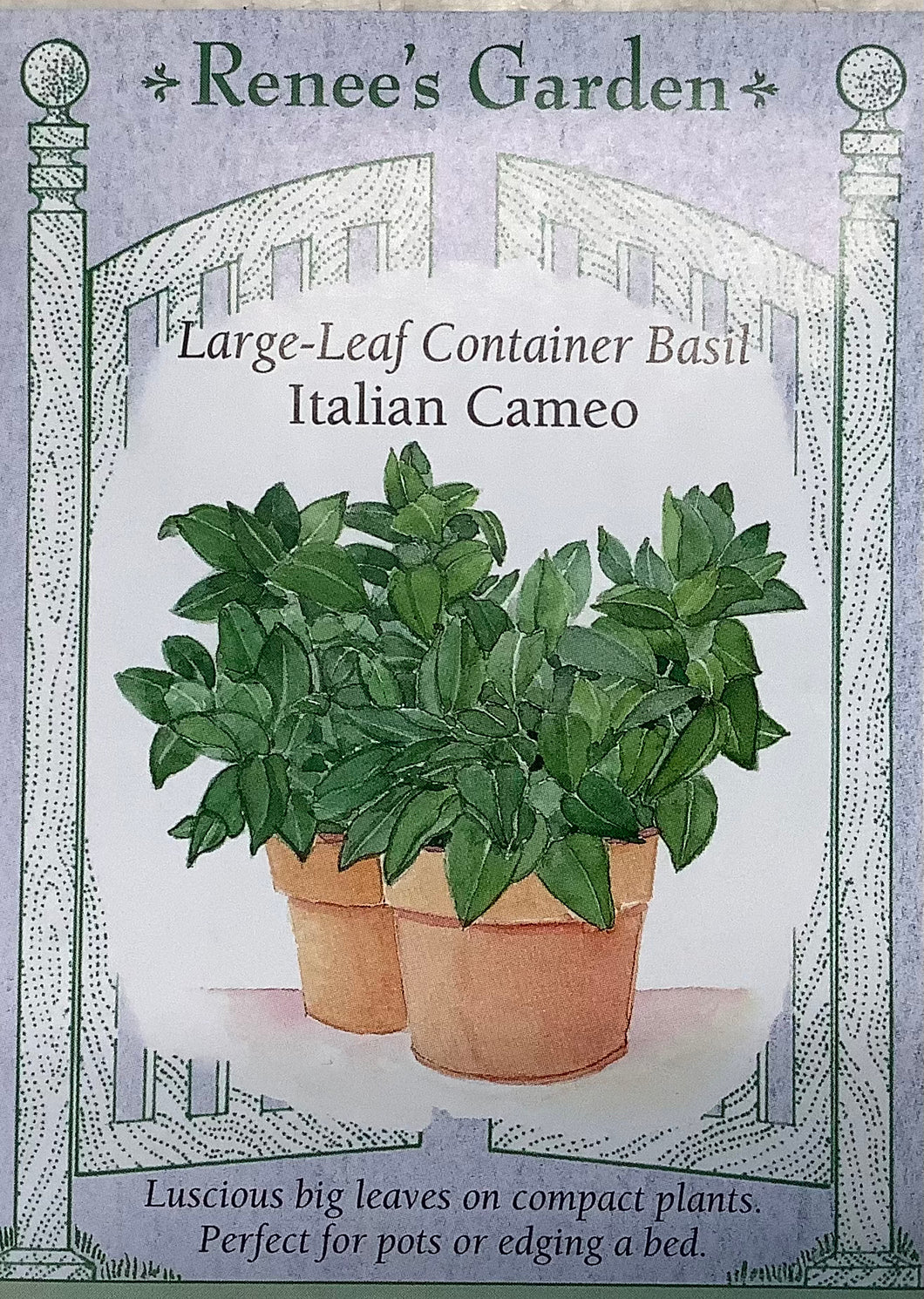 Basil - Large Leaf Container Italian Cameo