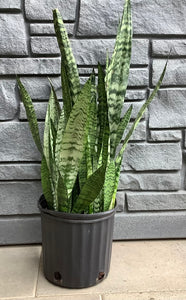 Sansevieria Zeylanica 10"