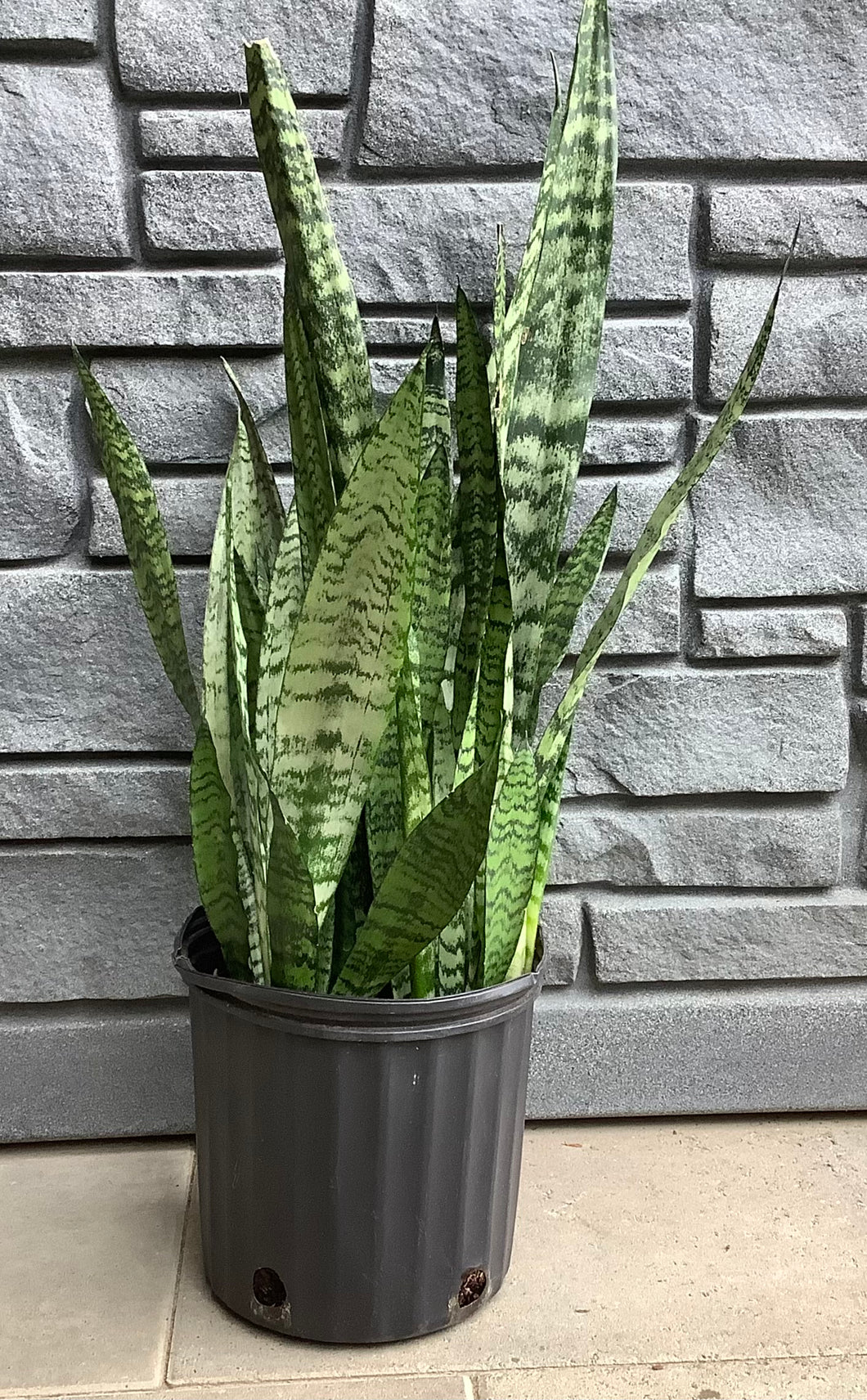 Sansevieria Zeylanica 10