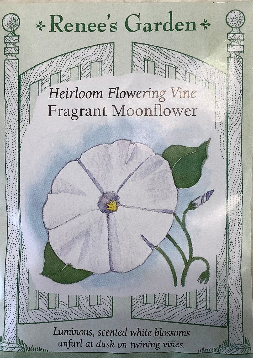 Moonflower - Heirloom Fragrant White