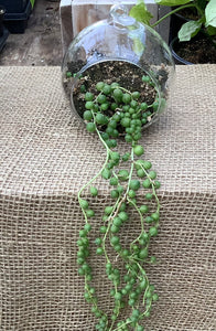 Glass Orb with Potted String of Pearls or Dolphin Succulents