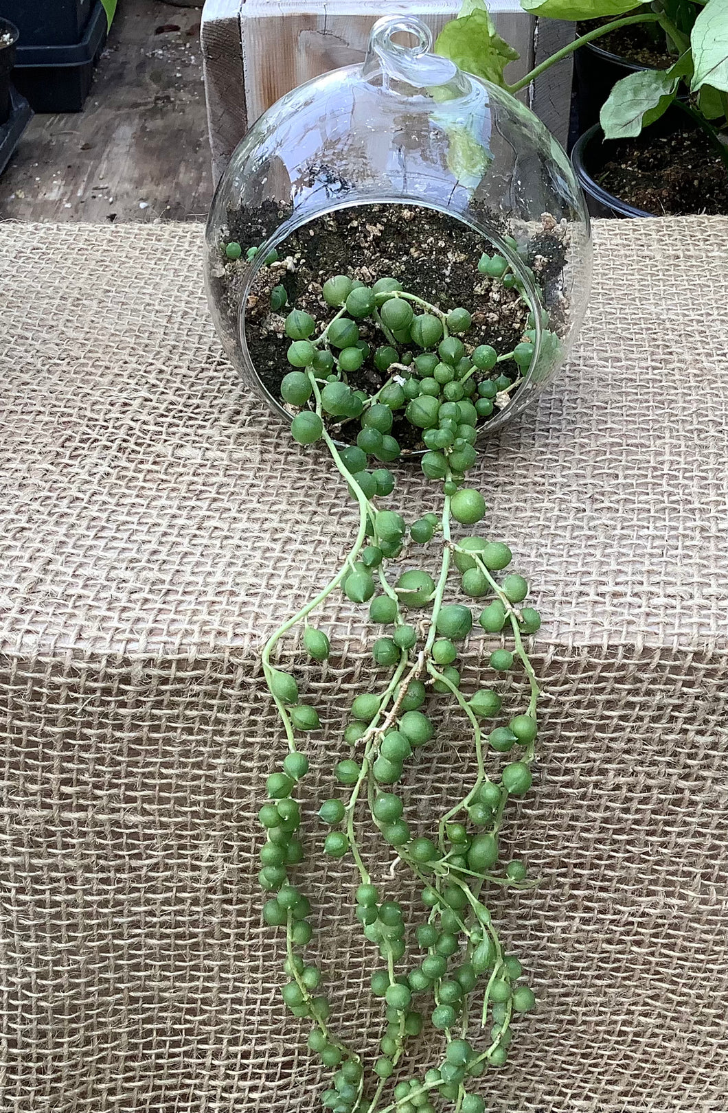 Glass Orb with Potted String of Pearls or Dolphin Succulents
