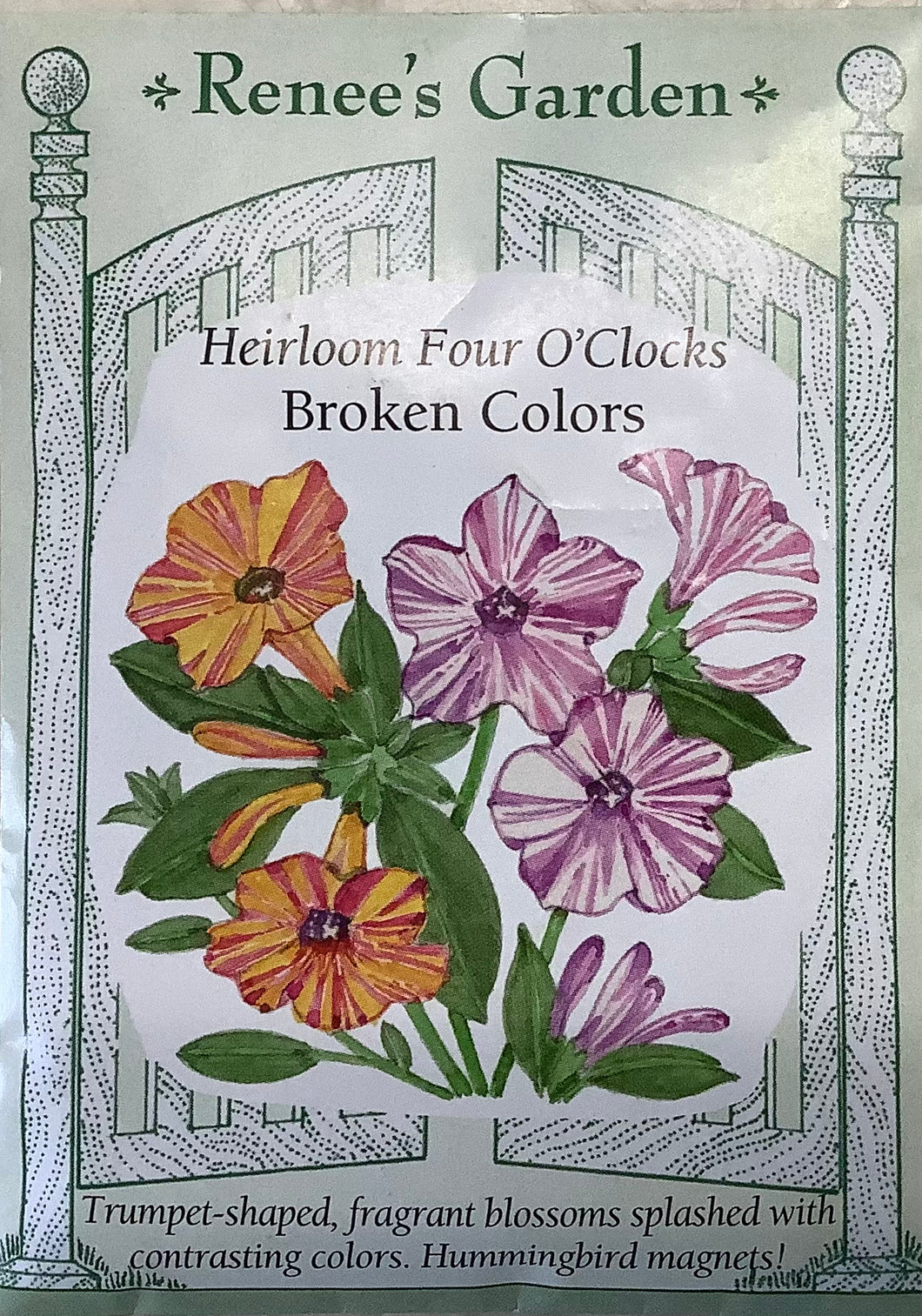 Four O'Clocks - Heirloom Broken Colors