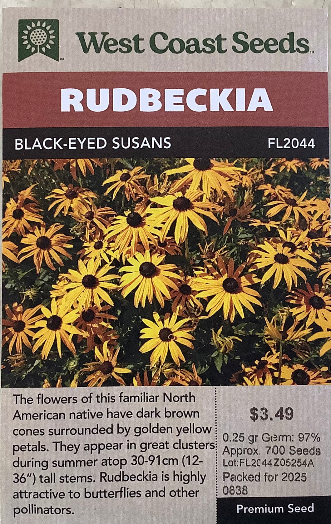 Rudbeckia - Black Eyed Susan