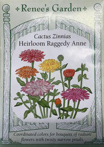 Zinnia - Raggedy Anne Cactus