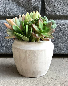 3.5" Assorted Succulents in Round Concrete Grey Pot