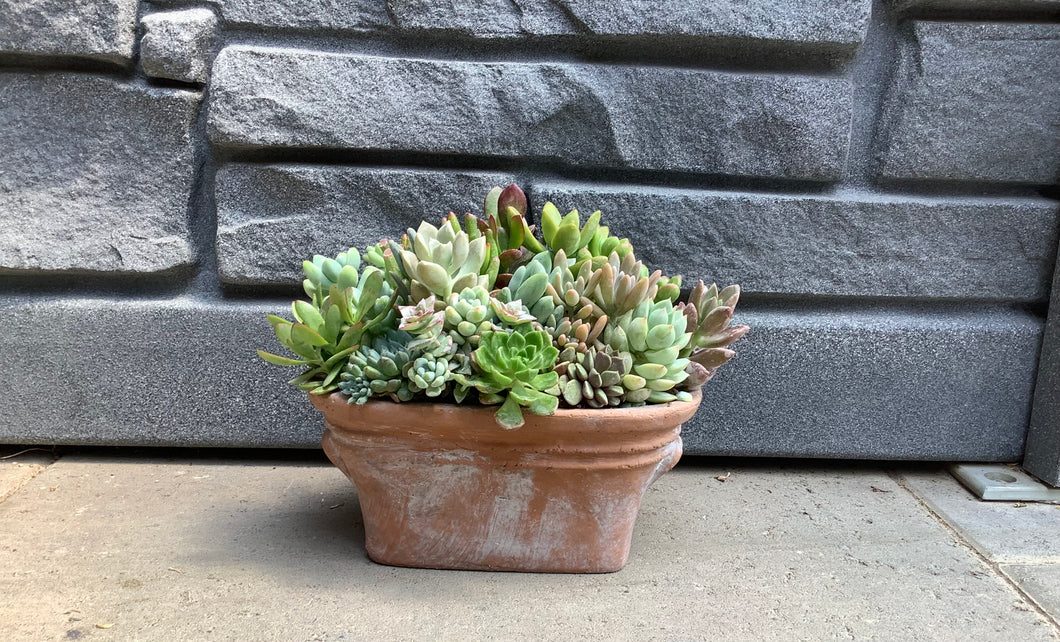 Terra Cotta Oval Pot w Assorted Succulents