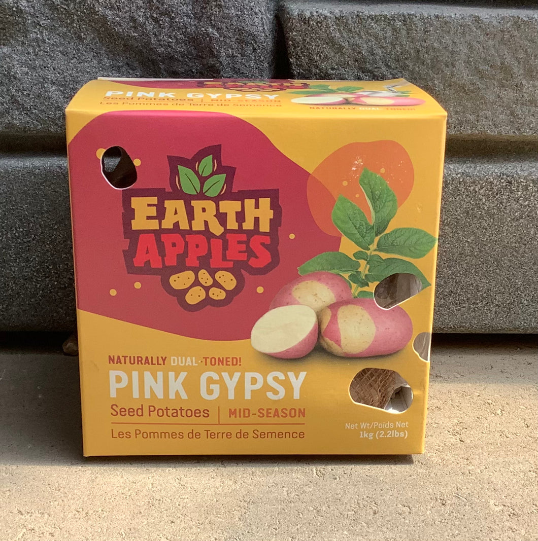 Pink Gypsy Seed Potatoes - 2.2lbs