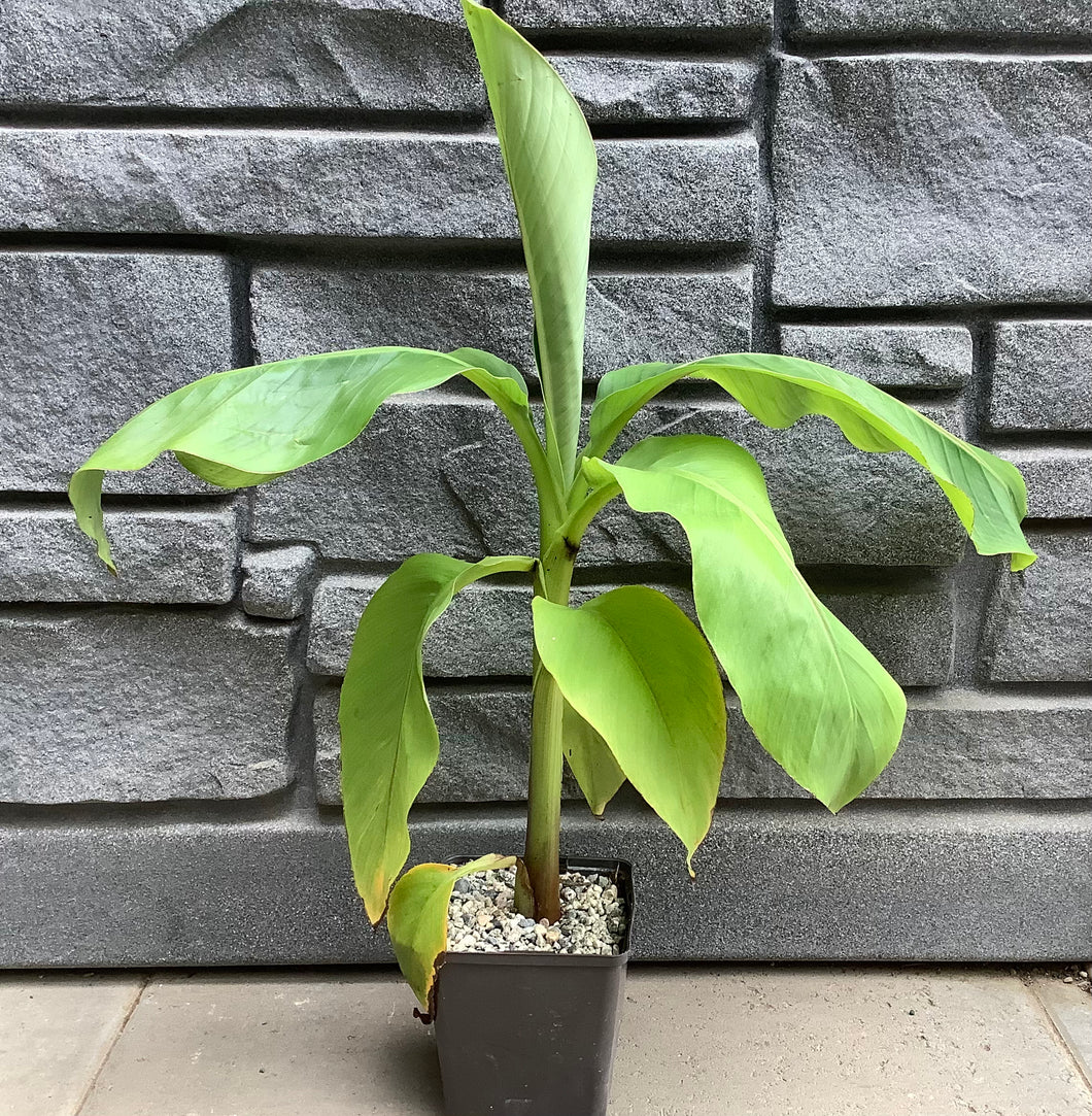 Musa Basjoo 5
