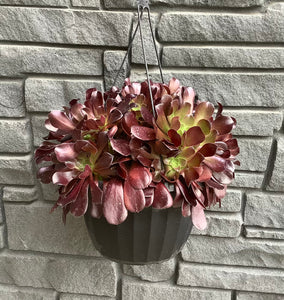 Succulent Hanging Basket Black with Aeonium - 11"