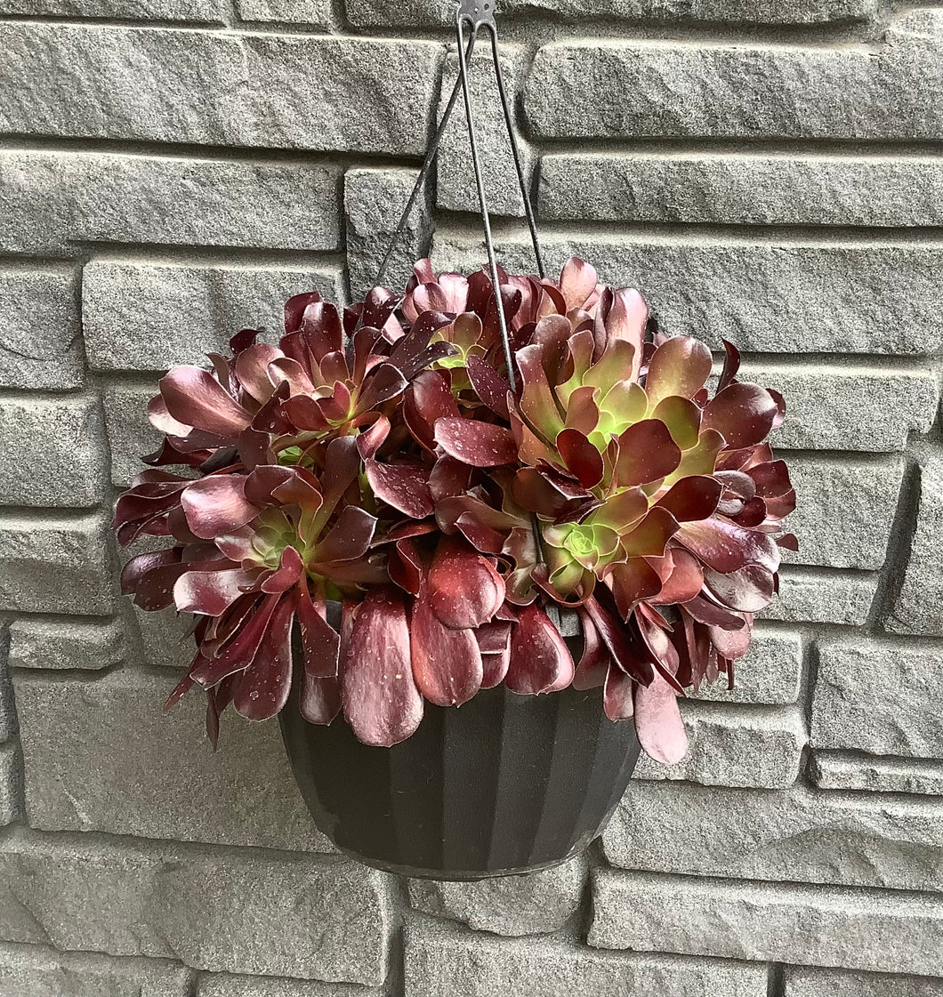Succulent Hanging Basket Black with Aeonium - 11