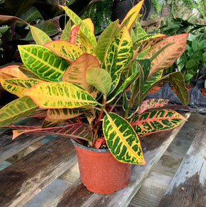 Croton: Petra 6"