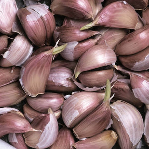 Garlic: 'Nov. German Red Hardneck Tops' Pkg 3