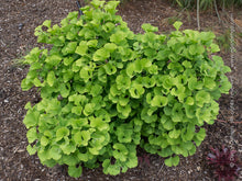 Load image into Gallery viewer, Gingko: &#39;Mariken&#39; - 3 Gal (IS)
