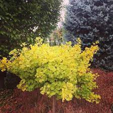 Load image into Gallery viewer, Gingko: &#39;Mariken&#39; - 3 Gal (IS)
